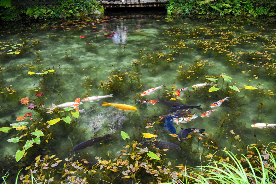 【岐阜観光】モネの池の見頃と睡蓮_がっかりしないための撮影方法