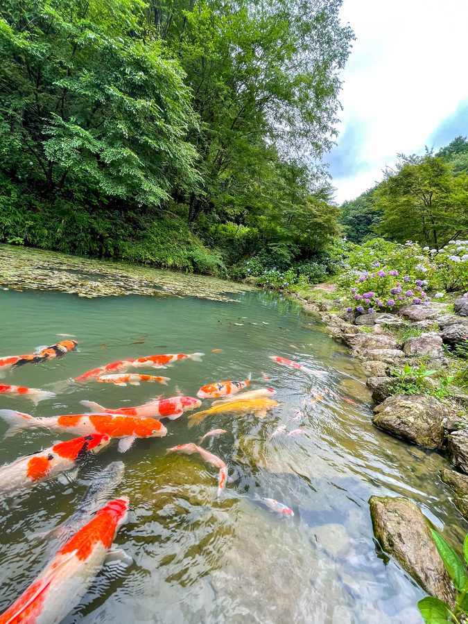 【岐阜】あじさいの三光寺-マネの池と錦鯉_見頃と見どころ