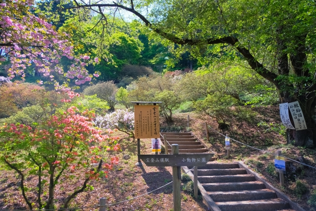 秩父でオススメのパワースポット-恋愛・仕事運・金運アップ_宝登山神社-拝観時間・拝観料・ロープウェイ・アクセス・駐車場