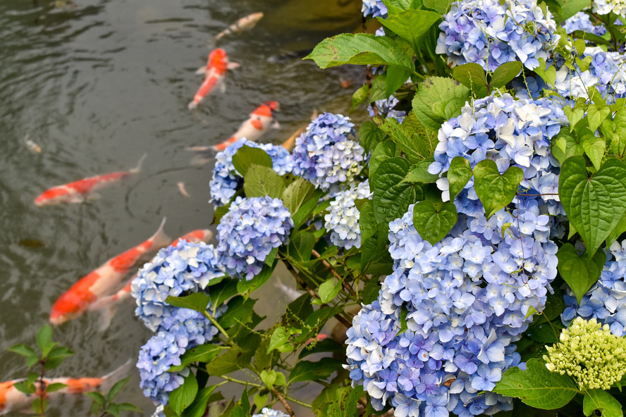 【岐阜】あじさい祭りの三光寺_紫陽花とマネの池と錦鯉_見頃・拝観時間・拝観料