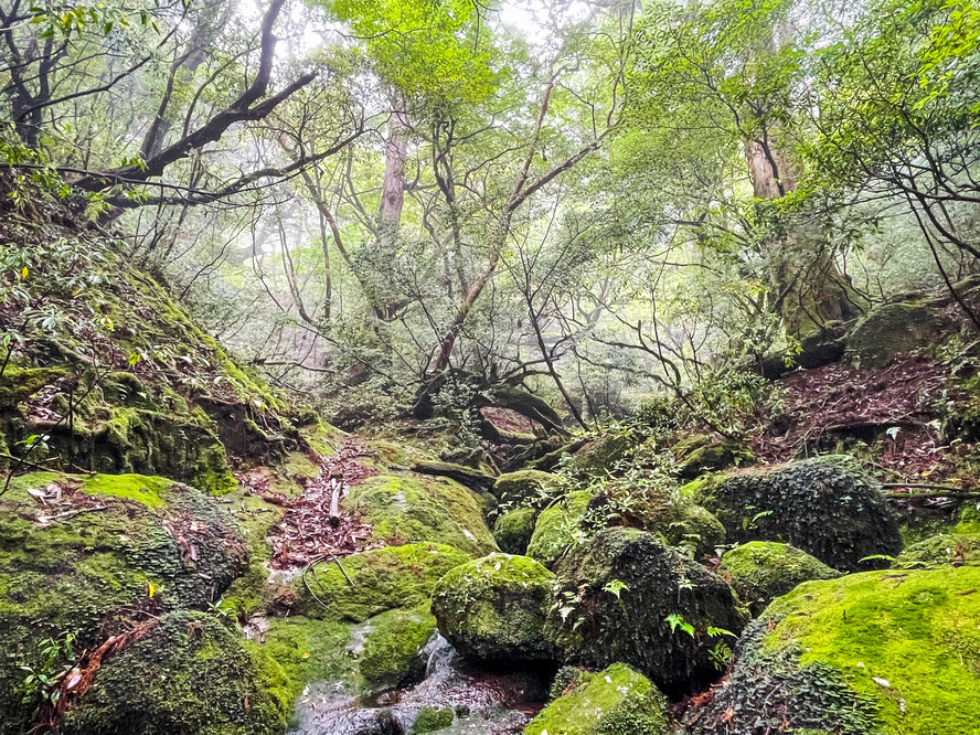 屋久島_縄文杉トレッキング_持ち物と装備=沢渡りはトレッキングシューズ