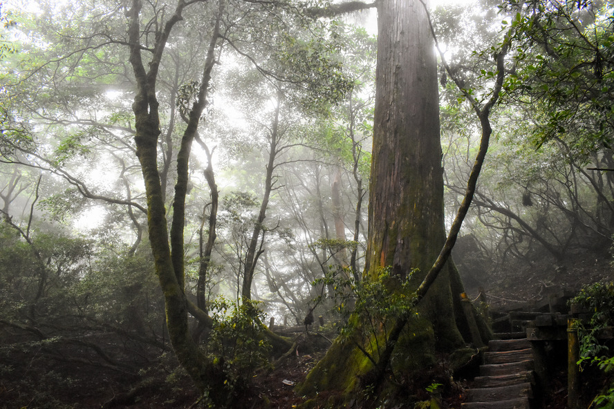 屋久島の植生_花崗岩と屋久杉の観光-苔と土壌