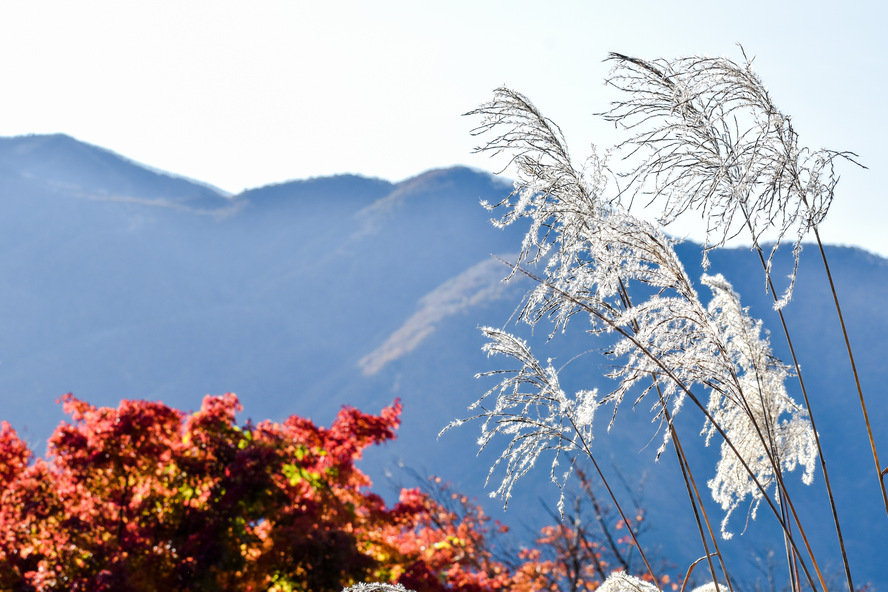 呼ばれる？秋の秩父「三峯神社」へ行ってみた-紅葉の見頃・アクセス・駐車場