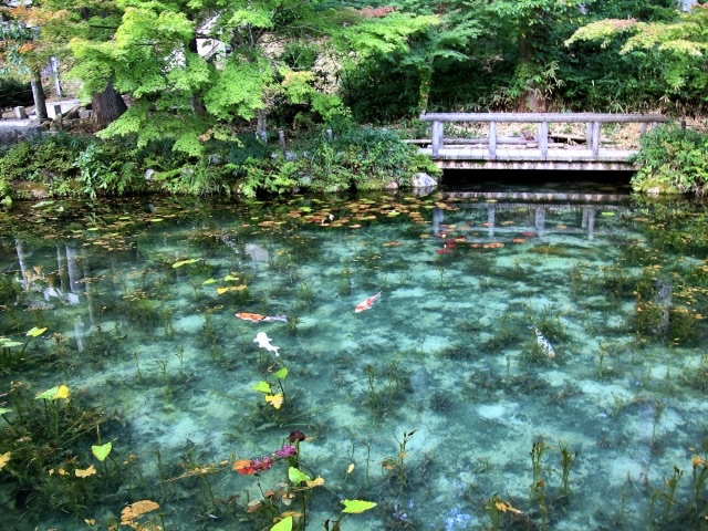 【岐阜観光】モネの池の見頃とアクセス