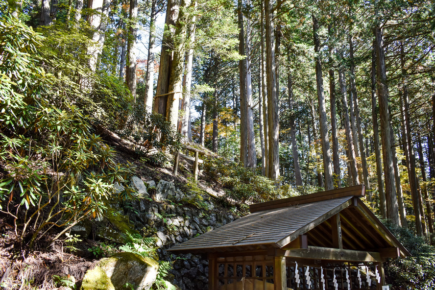 人を選ぶ？秩父のパワースポット_三峯神社の見どころ-縁結びの木