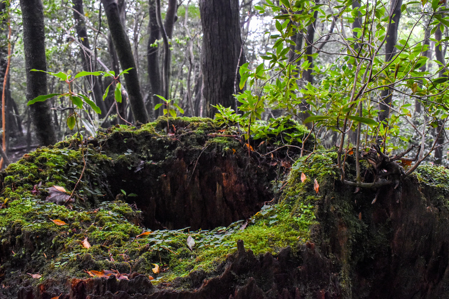 屋久島の植生_屋久杉_切株更新と倒木更新