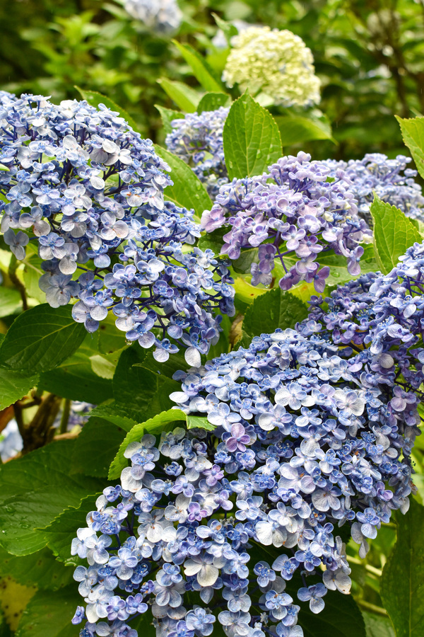 【岐阜】あじさい祭りの三光寺_紫陽花とマネの池_見頃・拝観時間・拝観料・