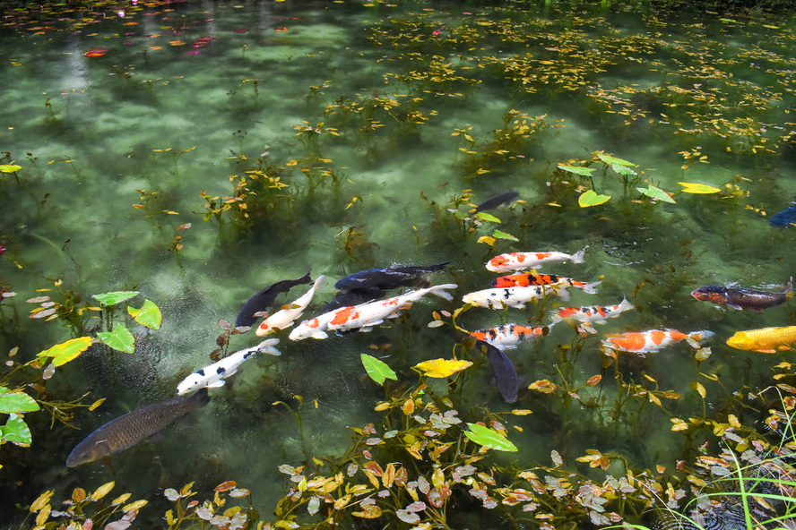 【岐阜観光】モネの池のアクセス・行き方