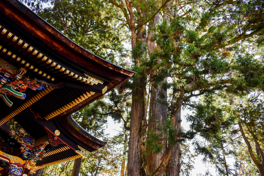 人を選ぶ？秩父のパワースポット_三峯神社の見どころ-御神木（重忠杉）