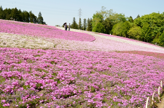 あの花・ここさけ・空青-秩父のオススメ聖地巡礼スポット_羊山公園-芝桜の見頃・アクセス