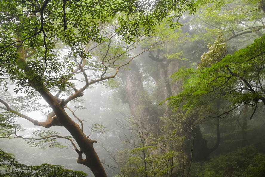 屋久島・安房のオススメ民宿・ホテル・旅館