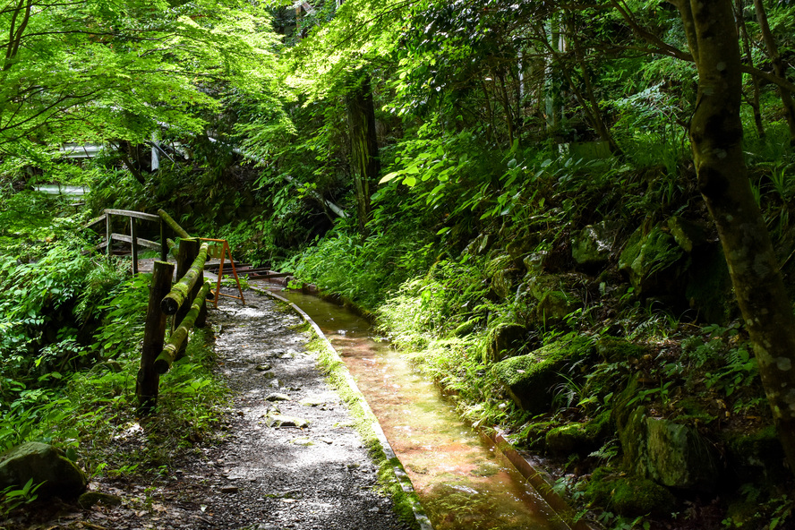 岐阜観光-付知峡_不動公園の見どころ-森の木漏れ日