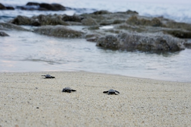 屋久島のオススメ高級ホテル_マリンブルー屋久島-ウミガメ