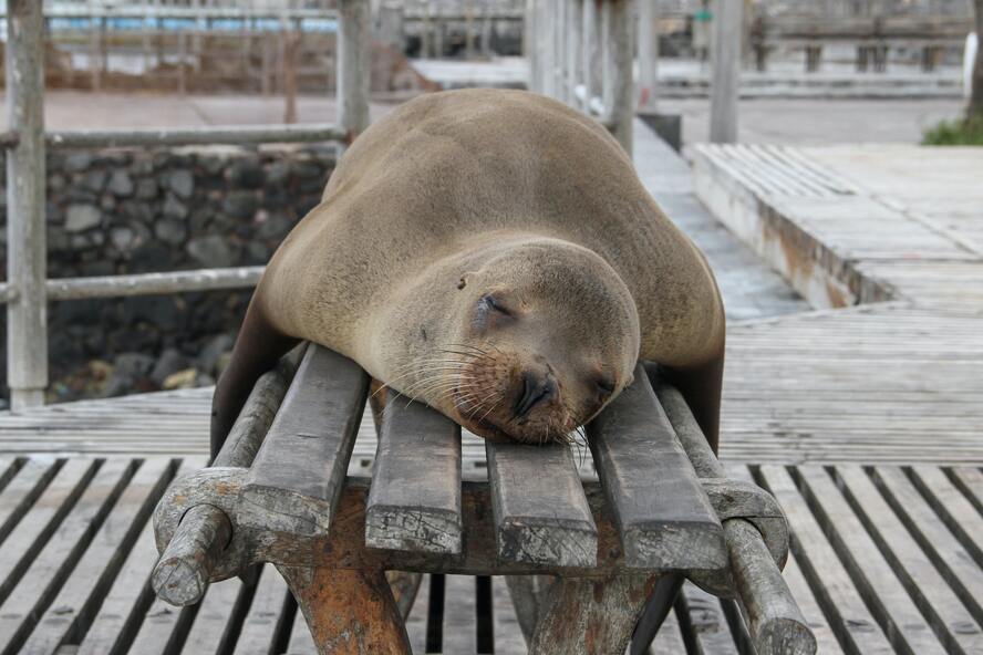 エクアドルの世界遺産一覧_ガラパゴス諸島-アザラシ-Galápagos Islands