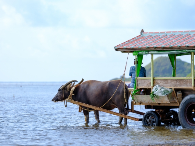 ココだけは行っとけ！ 沖縄でおすすめの観光離島スポット-西表島の水牛