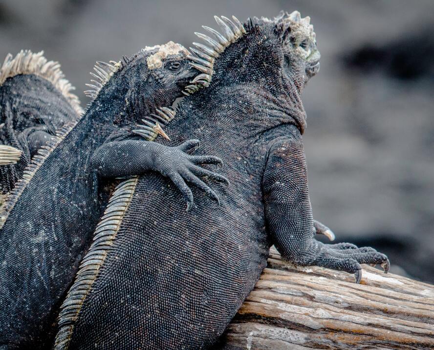 エクアドルの世界遺産一覧_ガラパゴス諸島-ウミイグアナ