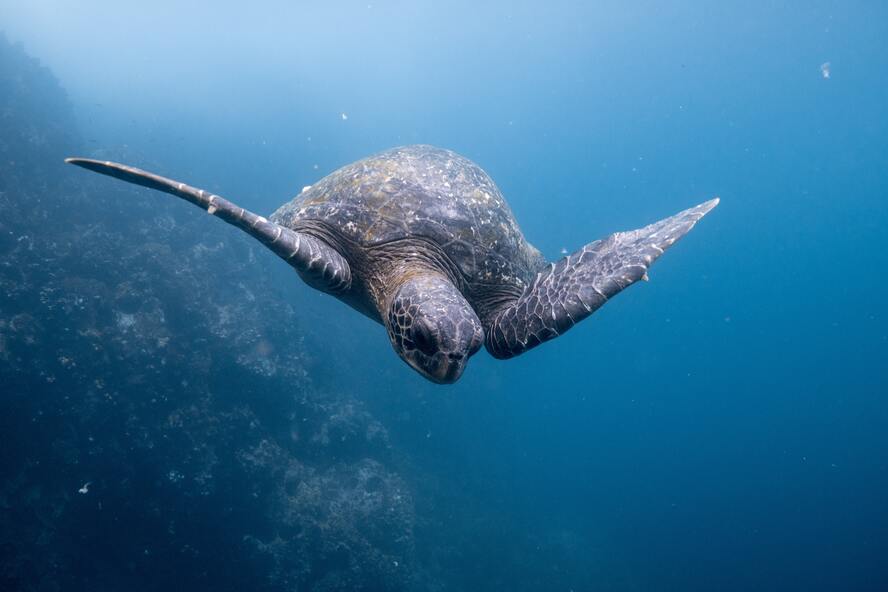 エクアドルの世界遺産一覧_ガラパゴス諸島-ウミガメ