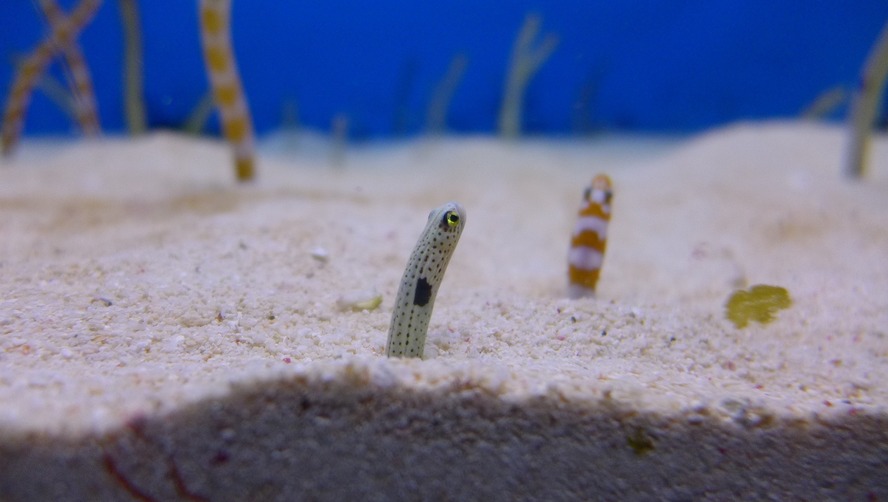 ココだけは行っとけ！ 沖縄でおすすめの観光スポット&アクティビティ_美ら海水族館-チンアナゴ