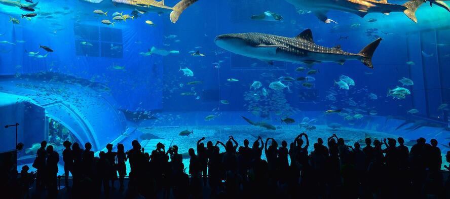 ココだけは行っとけ！ 沖縄でおすすめの観光スポット&アクティビティ_美ら海水族館-ジンベイザメ