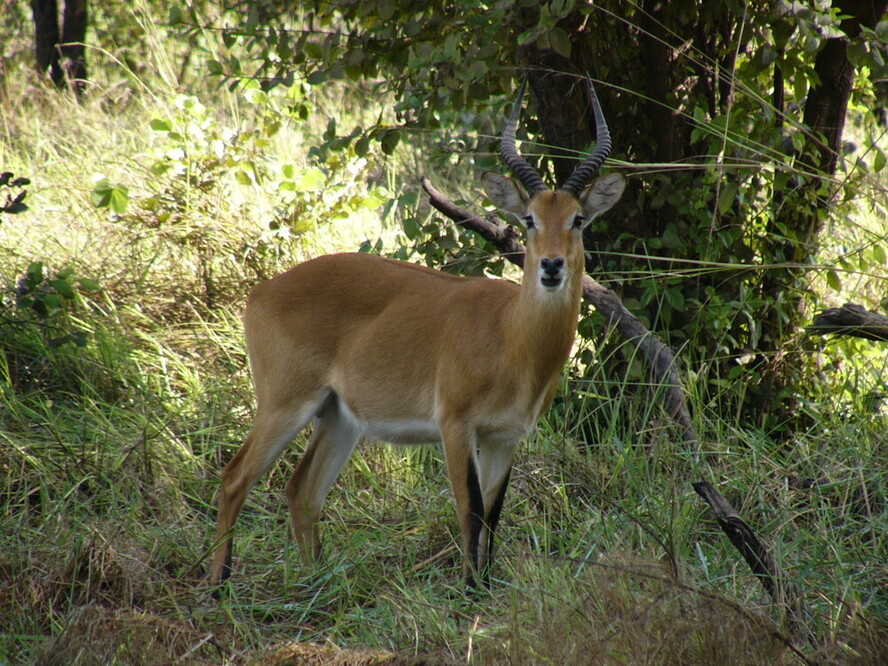 セネガルの世界遺産一覧_ニョコロ・コバ国立公園-ガゼル