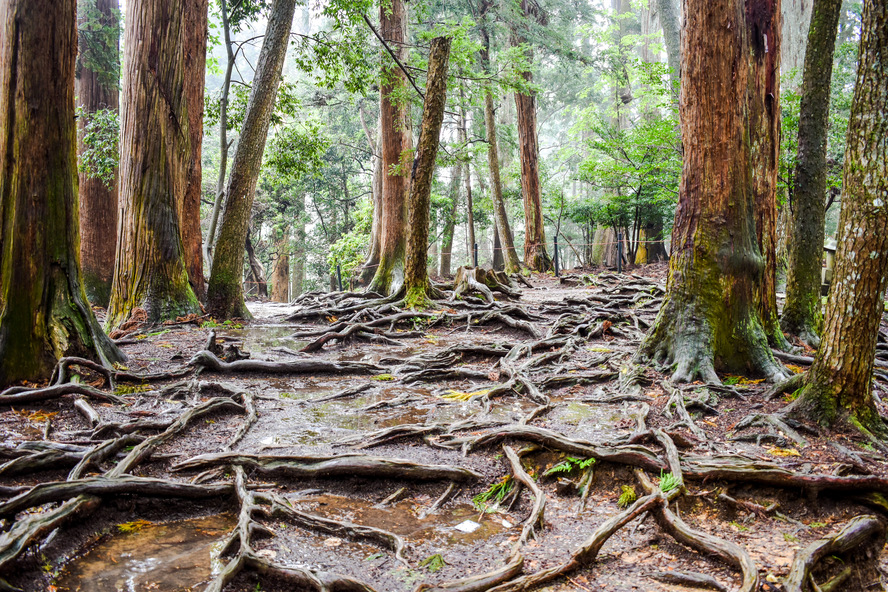 【偉人伝】源義経の歴史と伝説_鞍馬寺の木の根道