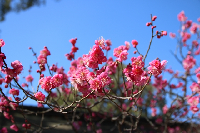 菅原道真は何した人？日本三大怨霊と天満大自在天神（天神様）になるまでの伝説とエピソード-飛梅伝説