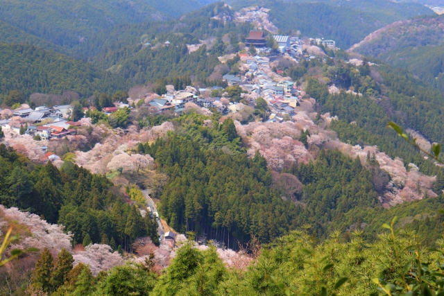 【偉人伝】源義経の歴史と伝説_頼朝との軋轢-吉野山