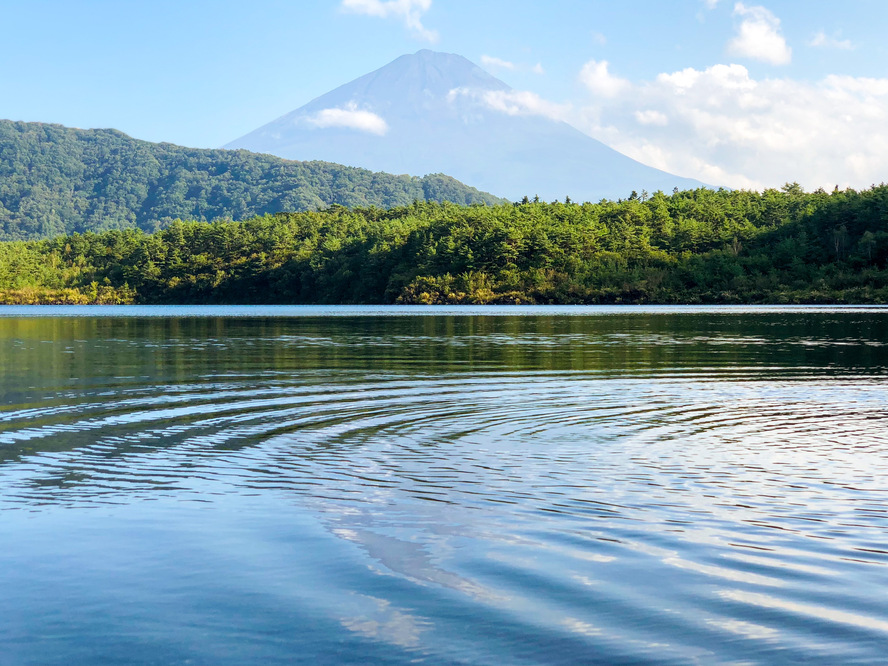 【富士山観光】西湖の見どころ・魅力・楽しみ方・絶景の撮影スポット_生物