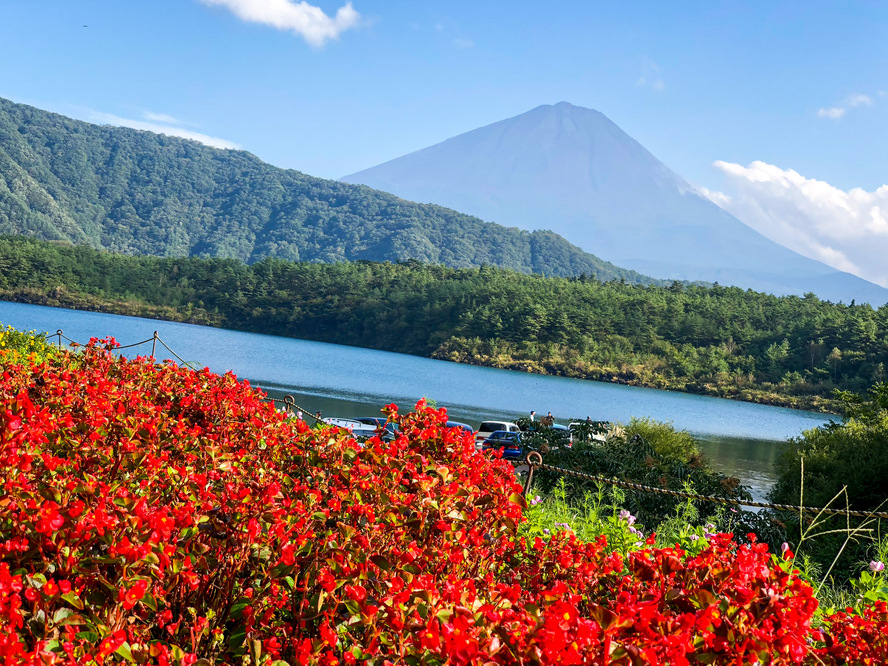 富士五湖観光-西湖の見どころ・魅力・楽しみ方・絶景の撮影スポット_花と富士山