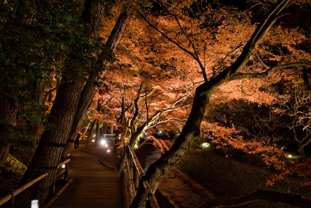 秋の紅葉と京都-北野天満宮_観光情報-特別拝観・イベントの日程・期間・時間-史跡 御土居のもみじ苑-夜間ライトアップ