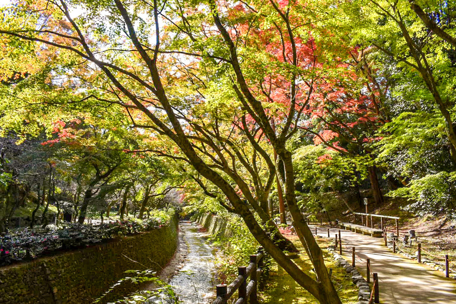北野天満宮の見どころと歴史_御土居のもみじ苑-京都の秋の紅葉観光