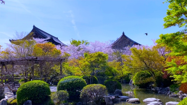 京都観光-東寺(教王護国寺)の見どころと歴史_再興から世界遺産へ-春の桜と境内
