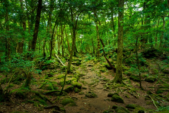 富士五湖観光-見どころ・魅力・楽しみ方_西湖蝙蝠穴と青木ヶ原樹海ネイチャーロード