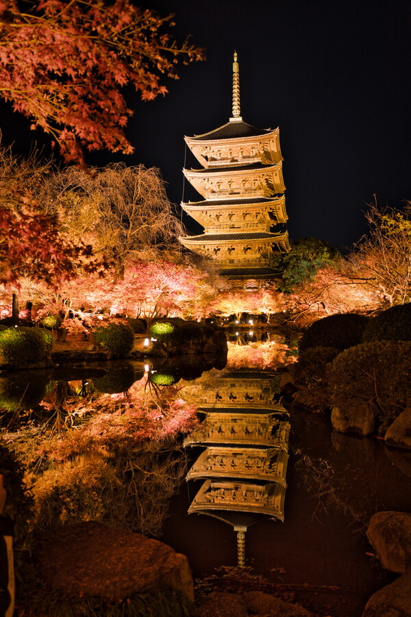 京都観光-東寺(教王護国寺)の見どころ・イベント_ライトアップ(夜間特別拝観)-紅葉