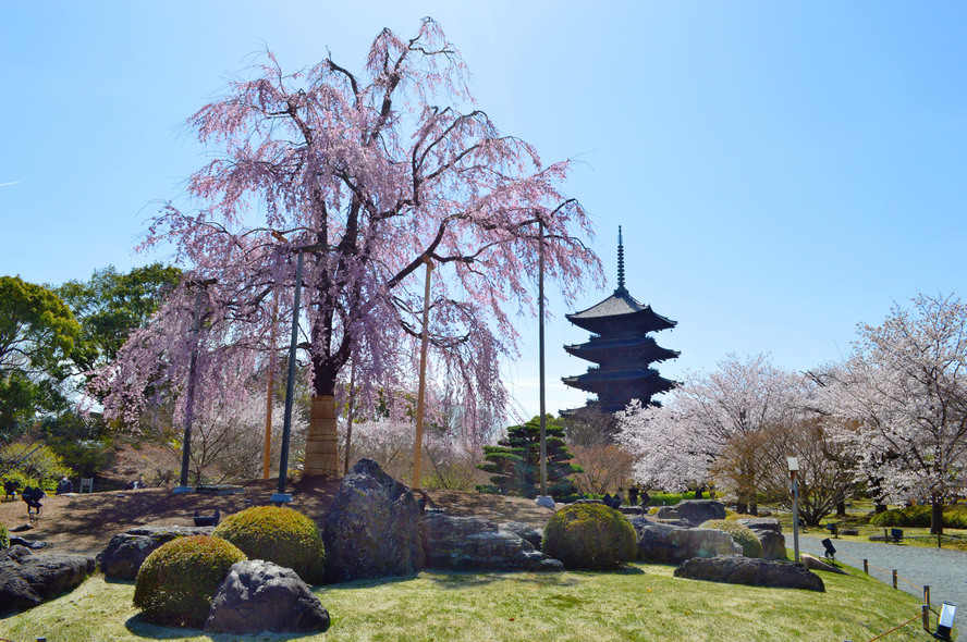 京都観光-東寺(教王護国寺)の見どころ・季節のイベント_桜の見頃-不二桜と五重塔