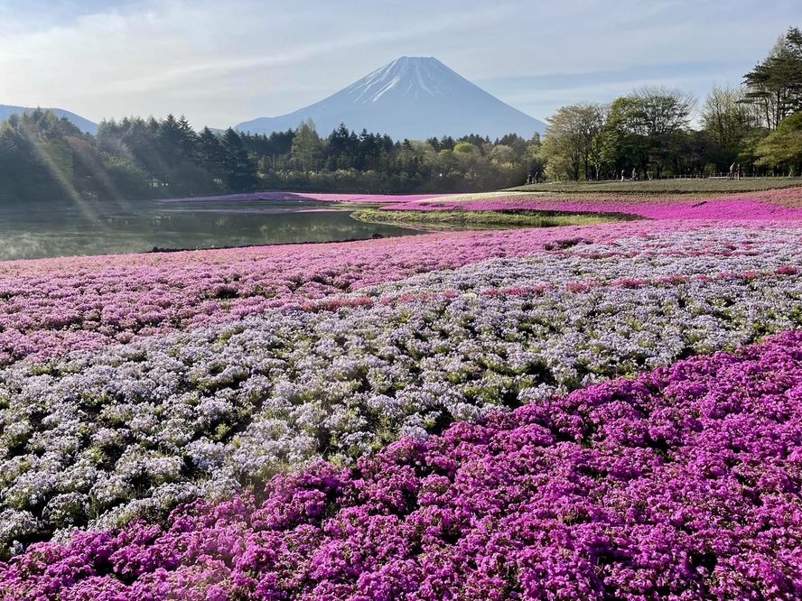 富士五湖観光-本栖湖周辺の見どころ_富士本栖湖リゾート-芝桜まつり