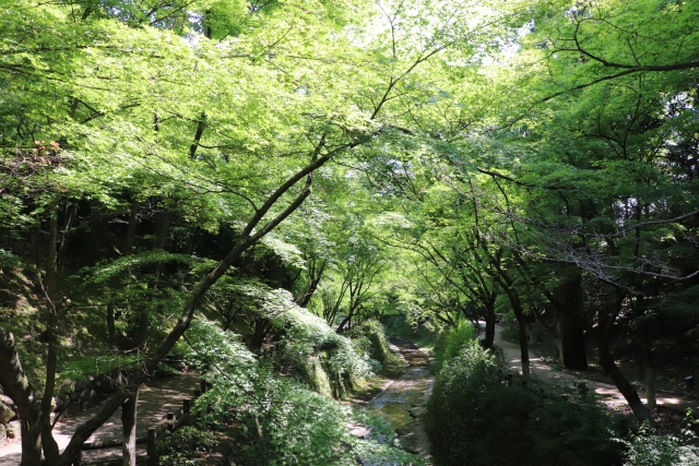 京都観光-北野天満宮の見どころ_御土居のもみじ苑-初夏の青もみじと秋の紅葉