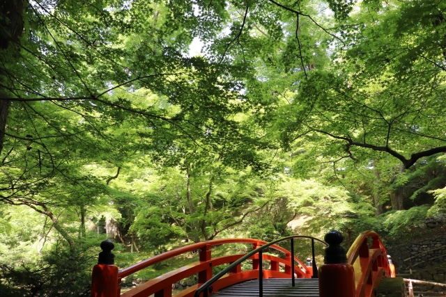 秋の紅葉と京都-北野天満宮_観光情報-日程・期間・時間・拝観料金-史跡 御土居のもみじ苑