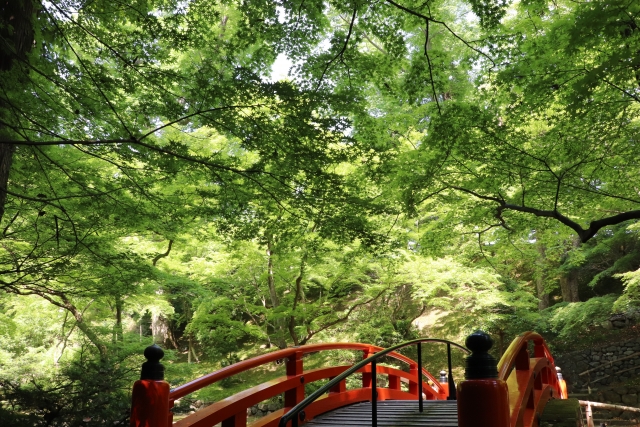 秋の紅葉と京都-北野天満宮_観光情報-日程・期間・時間・拝観料金-史跡 御土居のもみじ苑