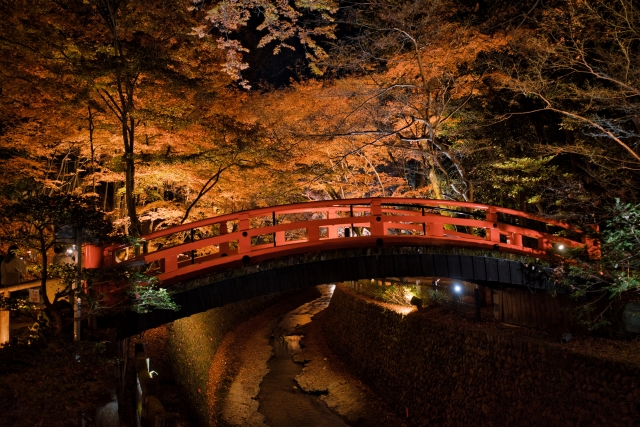 京都観光-北野天満宮の見どころ_御土居のもみじ苑-秋の紅葉ライトアップ