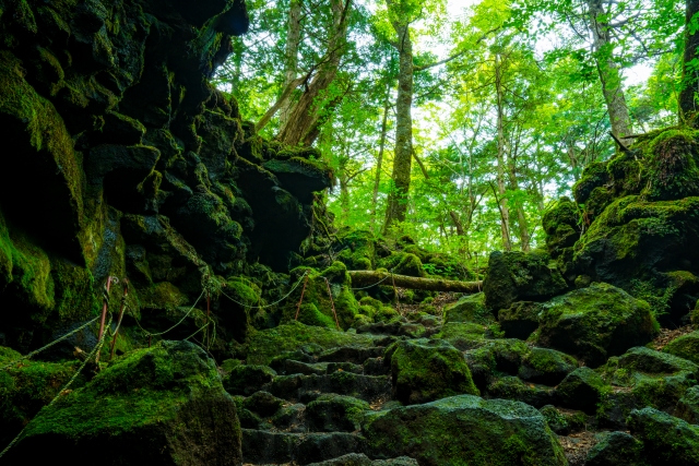 富士五湖観光-西湖の見どころ・パワースポット_竜宮洞穴（剗の海神社）の場所・アクセス・行き方