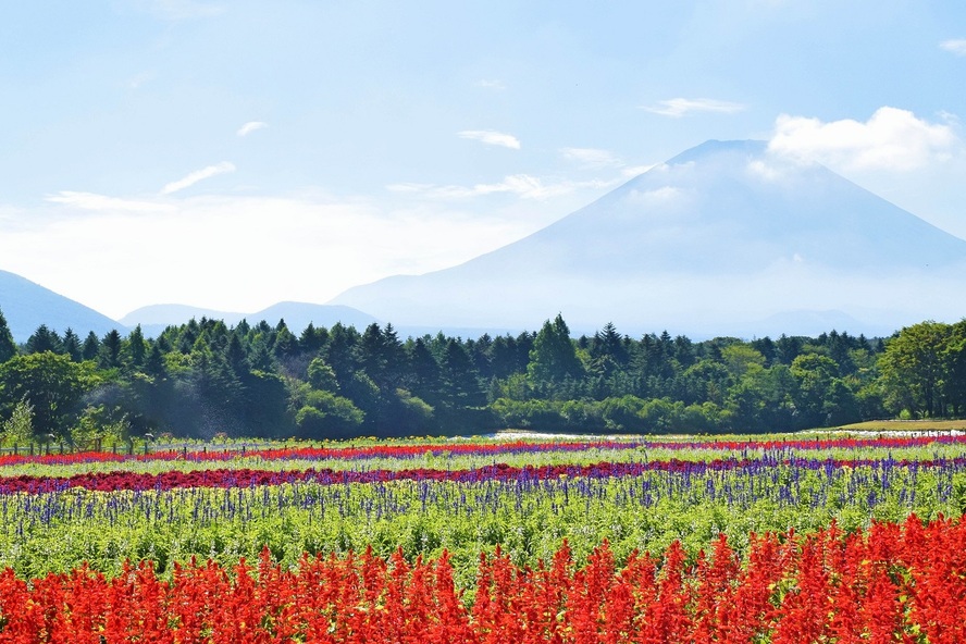 富士五湖観光-本栖湖周辺の見どころ_富士本栖湖リゾート-虹の花まつり-夏