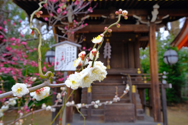 北野天満宮の見どころと歴史_梅苑と菅原道真（学問の神様）