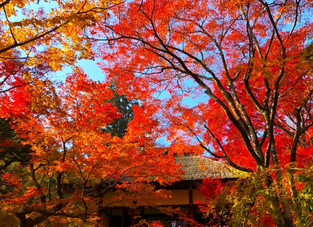 秋の京都-嵐山屈指の紅葉の名所-常寂光寺_名前の由来-四土と常寂光土