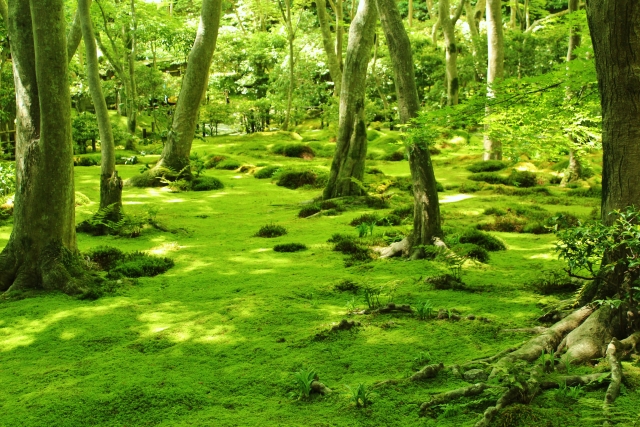 京都嵐山旅行-苔庭と紅葉の散りもみじが見どころの祇王寺観光_拝観料金と時間
