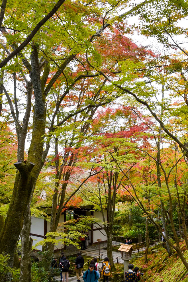 秋の京都-嵐山屈指の紅葉の名所-常寂光寺_見どころ・歴史・庭園の魅力_紅葉と仁王門