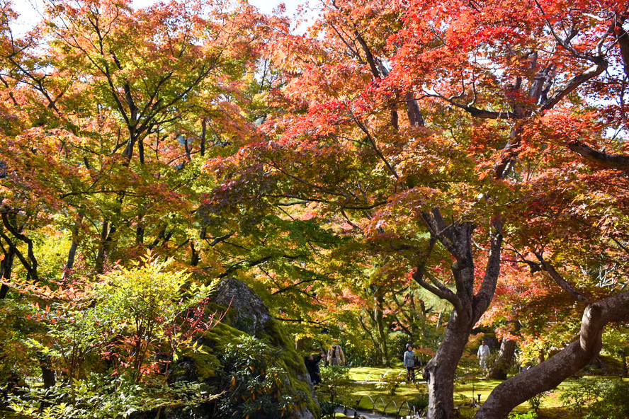 京都・嵐山の観光スポット-春と秋のみ特別拝観できる宝厳院_紅葉の見頃-オススメの時間