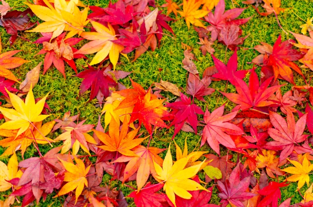 京都嵐山旅行-苔庭と紅葉の散りもみじが見どころの祇王寺観光_見頃・オススメの拝観時間・所要時間
