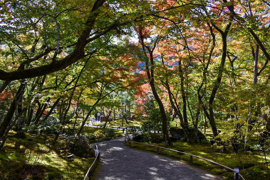 京都・嵐山の観光スポット-春と秋のみ特別拝観できる紅葉の名所「宝厳院」_特別拝観・期間・ライトアップ・拝観料金・アクセス