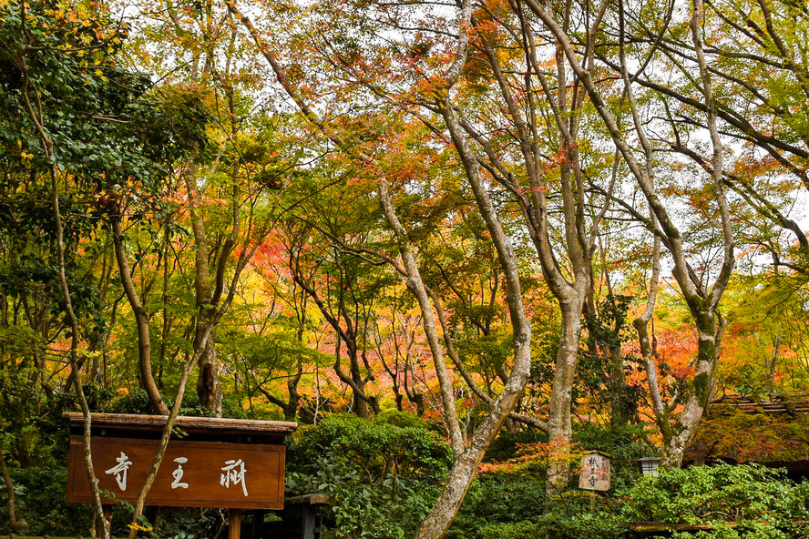 京都嵐山旅行-苔庭と紅葉の散りもみじが見どころの祇王寺観光_公開時間・拝観料金